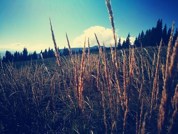 Close-up of plants on field against sky