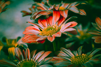 Close-up of orange flowering plants