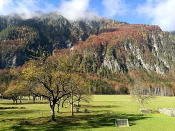 Low angle view of trees on mountain against sky