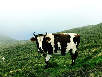 Cows on field against sky