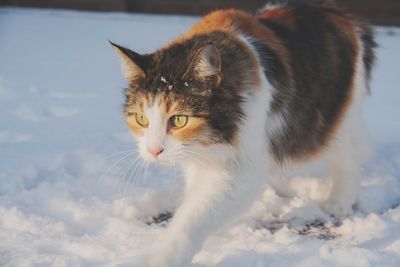 Close-up portrait of a cat