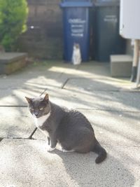 Cat sitting on street