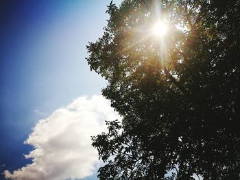 Sun shining through trees