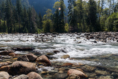 Scenic view of waterfall in forest