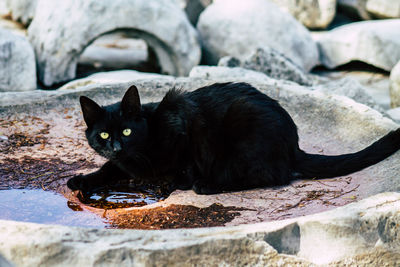 Portrait of black cat relaxing on rock