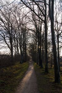 Bare trees in forest