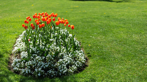 Close-up of red flowering plant in lawn