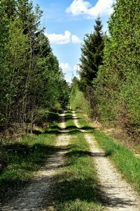 Empty road along trees and plants