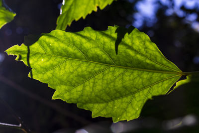 Close-up of leaves on plant