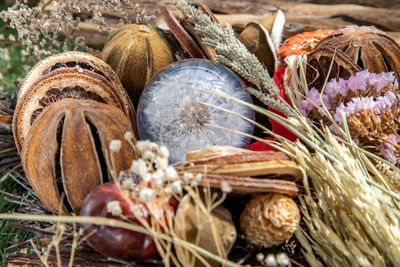 Close-up of shells on field