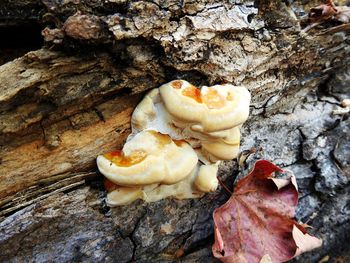 Close-up of mushrooms on rock