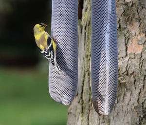 Close-up of bird perching on wood