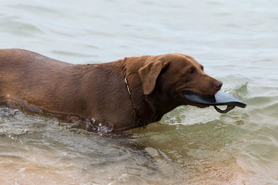 Dog standing in water