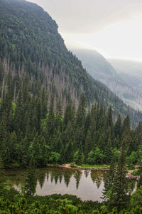 Scenic view of lake in forest against sky