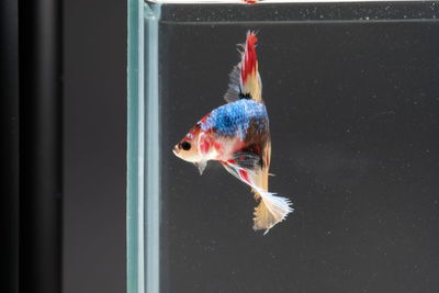 Close-up of fish swimming in sea