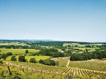 Scenic view of agricultural field against clear sky