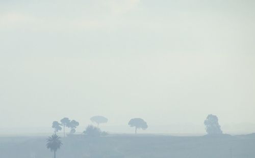 Silhouette of trees in foggy weather