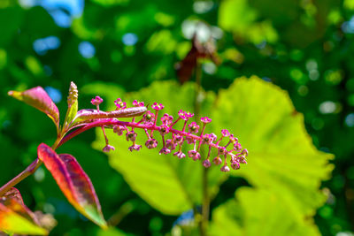 Close-up of pink flowering plant