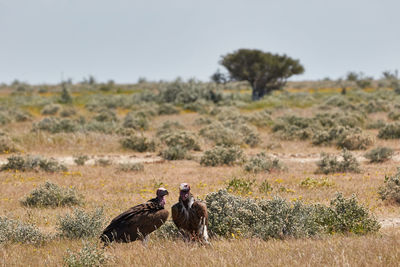 Two lappet-faced vultures sitting on the ground