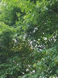 Low angle view of trees in forest