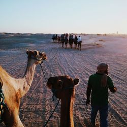 People and camels in sahara desert against sky during sunset