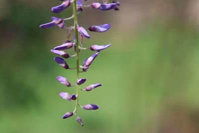 Close-up of purple flowering plant