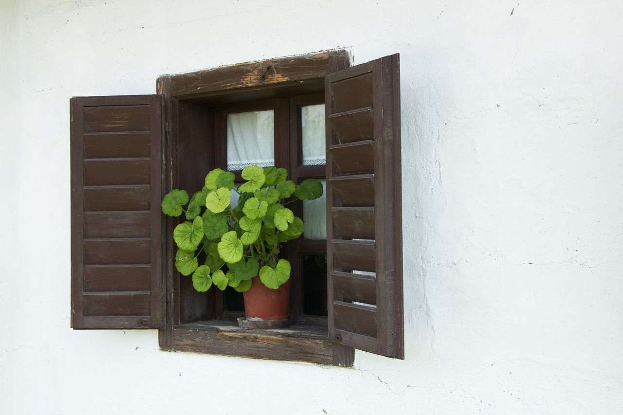 POTTED PLANTS ON WINDOW SILL OF BUILDING