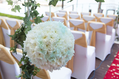 Close-up of white flowering plant
