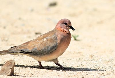 Close-up of bird perching on sand