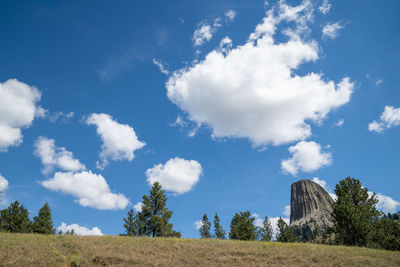 Low angle view of trees on field against sky