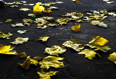 High angle view of yellow leaves fallen on street