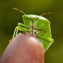 Close-up of insect on hand