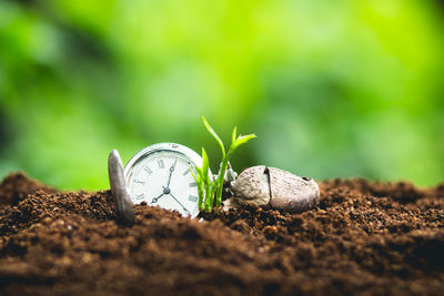 Close-up sapling by pocket watch and stone on dirt