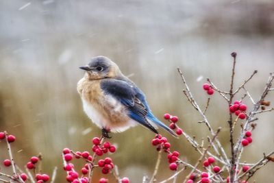 Close-up of bird perching on branch