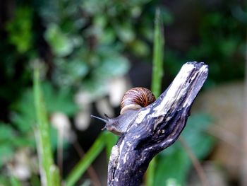 Close-up of snail on tree