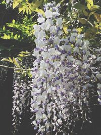 Close up of white flowers