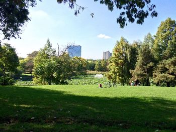 Trees in park