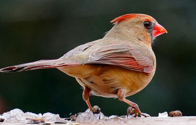 Northern cardinal in the snow