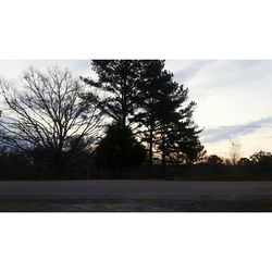 Road by bare trees against sky