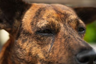 Close-up portrait of a dog looking away