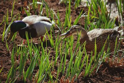 View of duck on field
