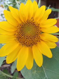 Close-up of yellow flower