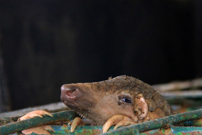 101 smuggled pangolins were secured at the riau natural resources conservation agency.