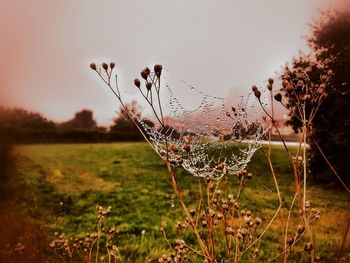 Close-up of dew drop on field