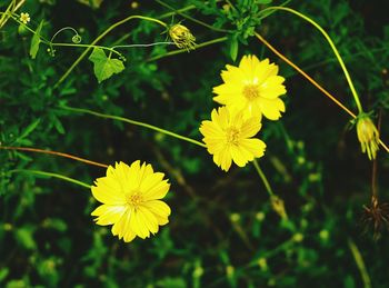 Close-up of yellow cosmos flowers blooming outdoors