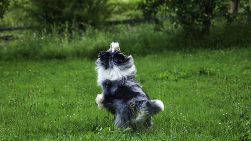 Dog running on grass