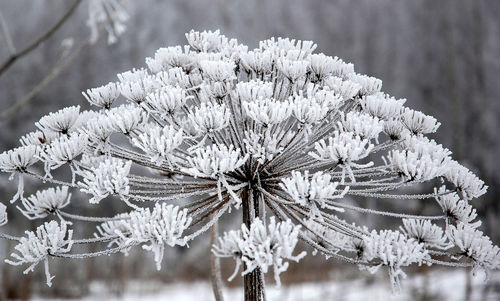 Close-up of white flowers on snow covered tree