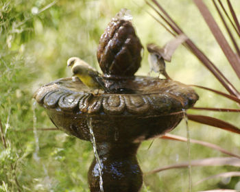 Close-up of an animal