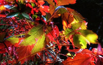 Close-up of red maple leaves