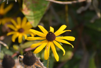 Close-up of yellow flowering plant